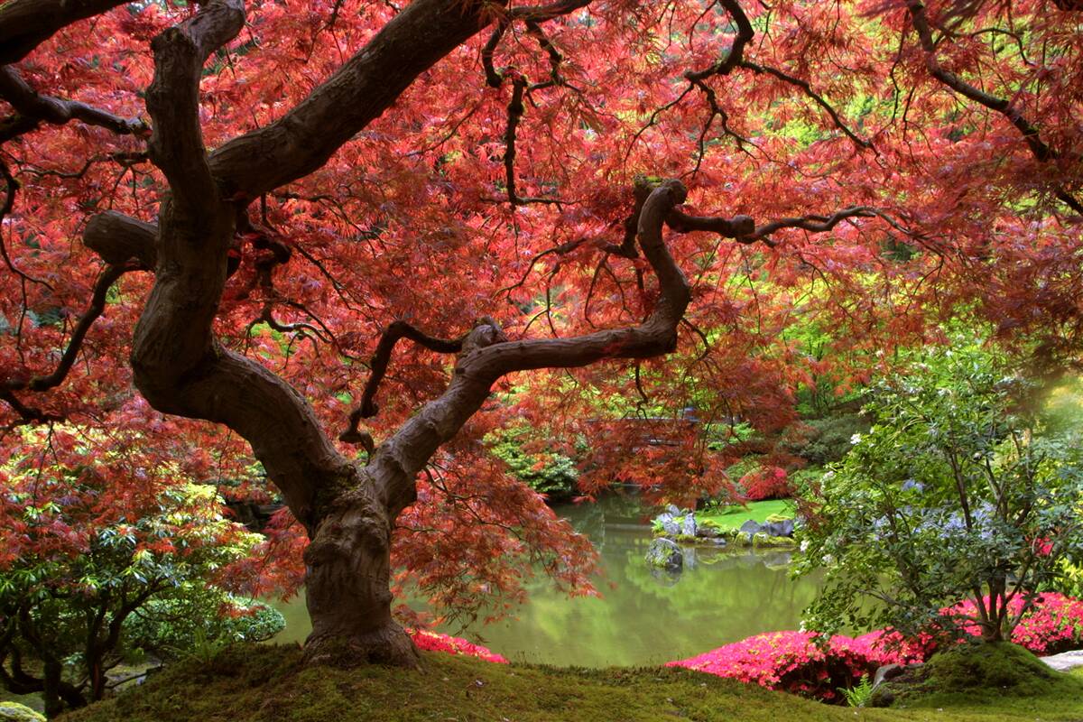 Papier peint érable japonais près de l'étang en automne