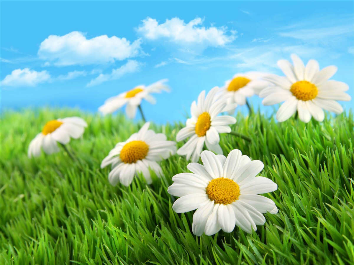 Papier peint Marguerites des prés blanches comme la neige