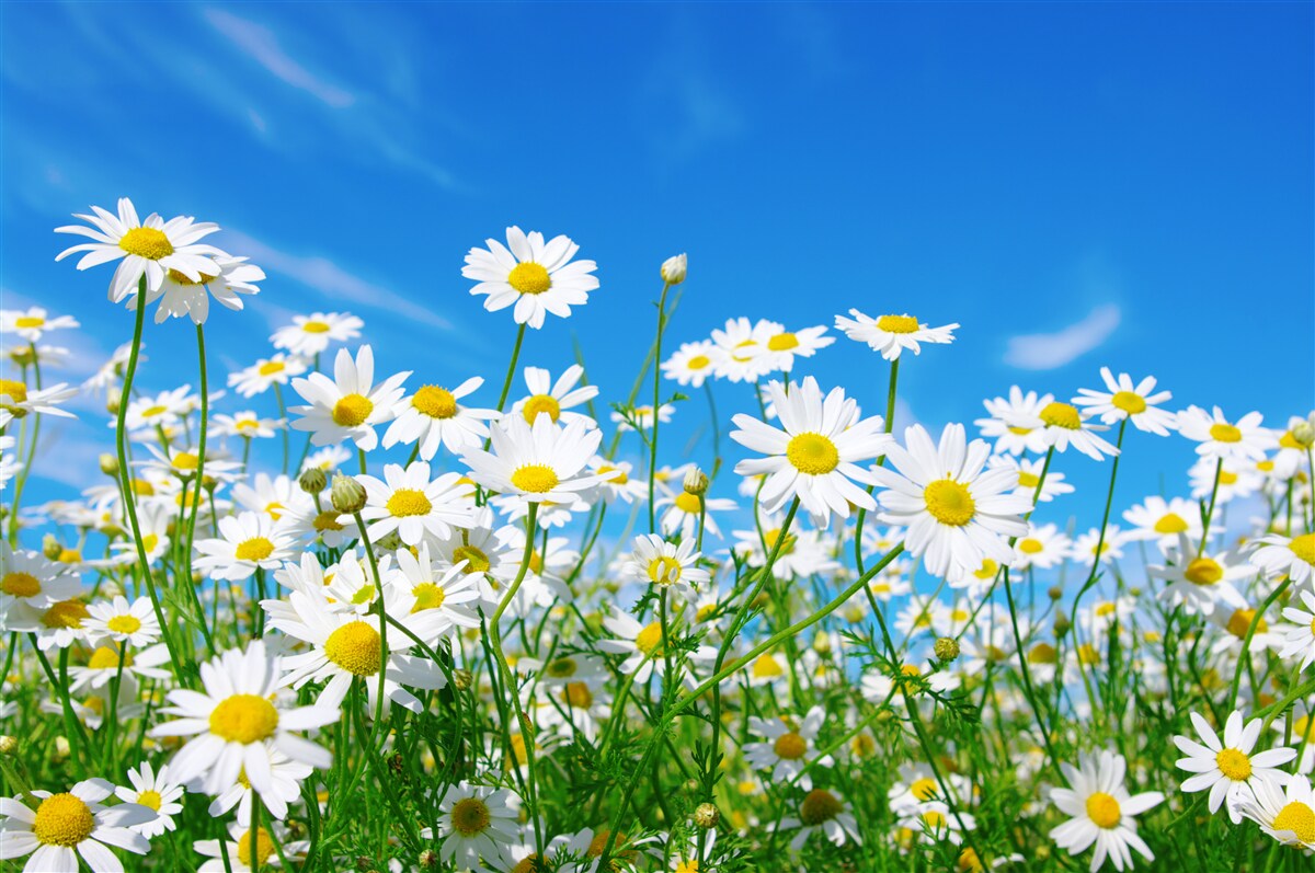 Papier peint fleurs de camomille dans un champ sur fond de ciel bleu