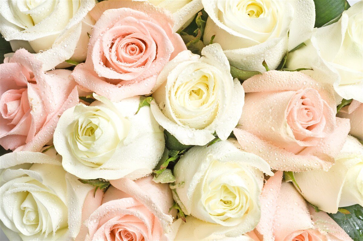Papier peint bouquet de roses beige-rose, plein de délicatesse