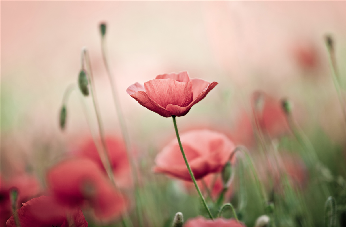 Papier peint coquelicots solitaires et vulnérables