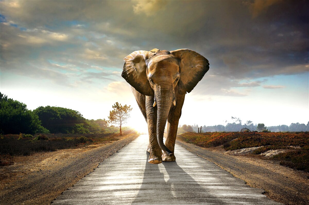 Papier peint le coucher de soleil rencontre les marches de l'elephant