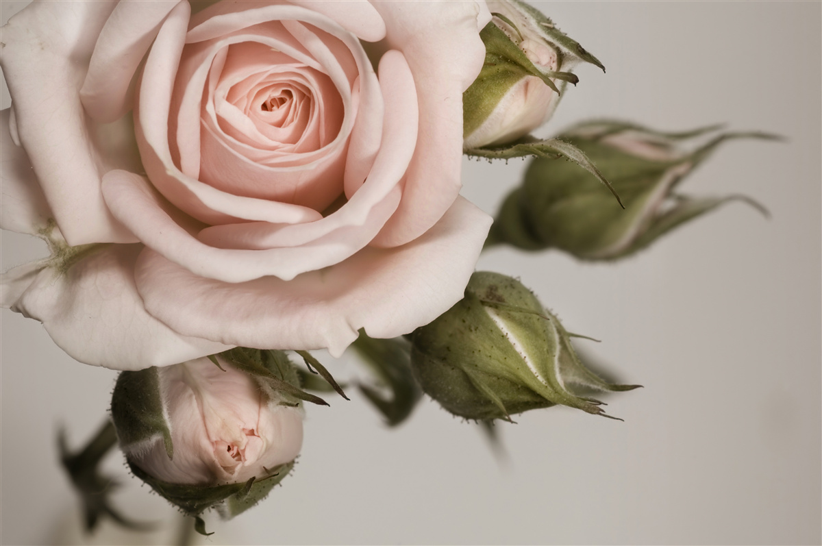 Papier peint une rose dans les tons de rose poudré et ses boutons de fleurs