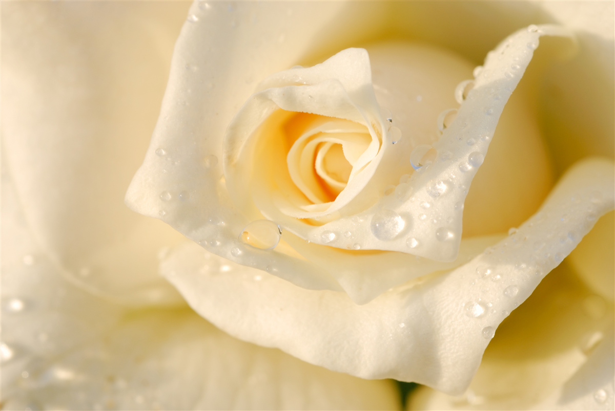 Papier peint rose en gouttes, peinte en blanc