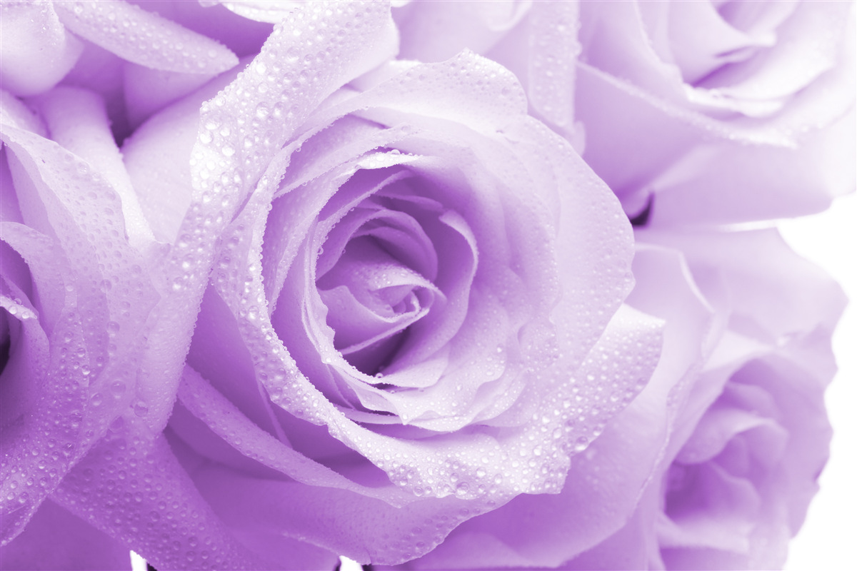 Papier peint bouquet de roses lilas délicates