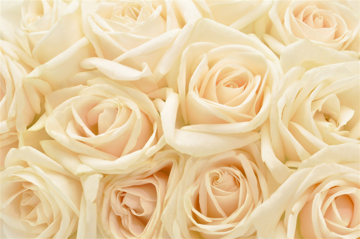 Papier peint bouquet de roses crème