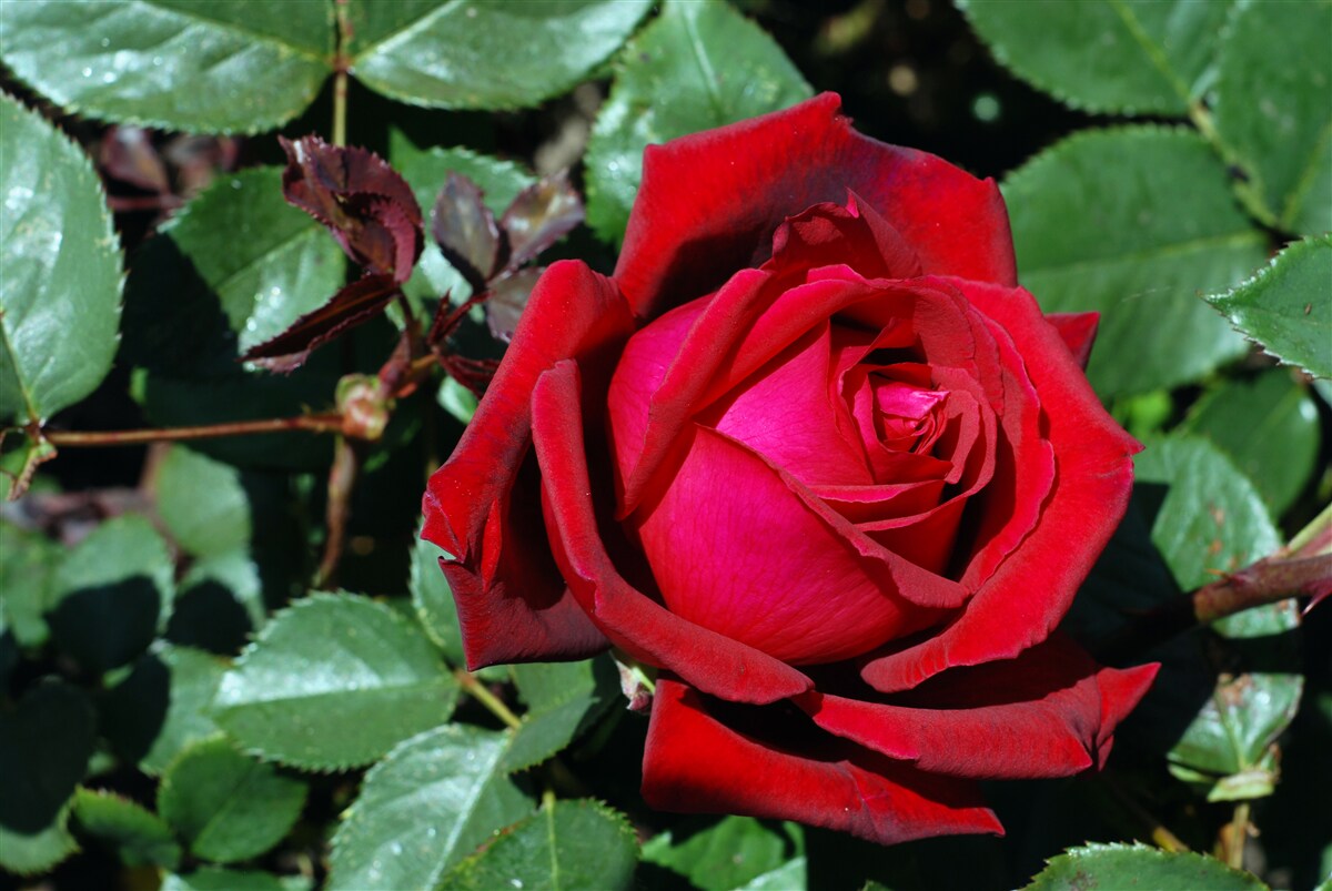 Papier peint une rose écarlate a fleuri dans le jardin