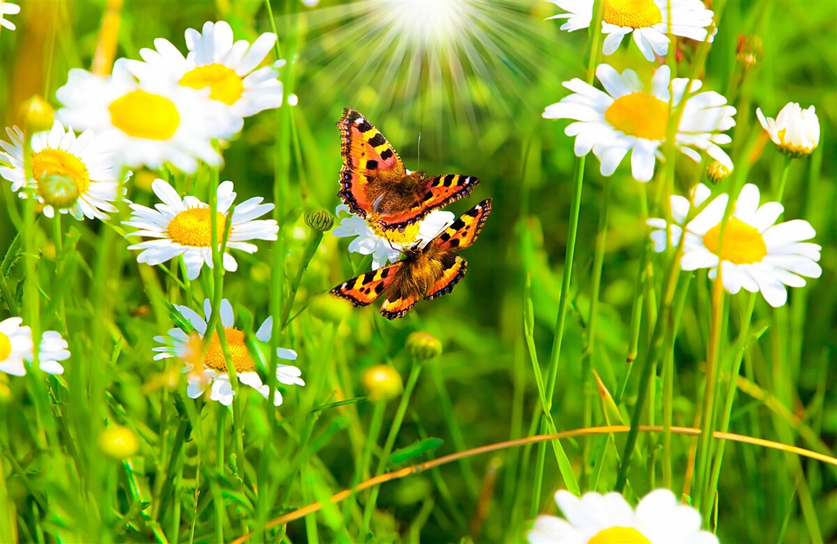 Papier peint les marguerites d'été dans la prairie sont décorées de papillons