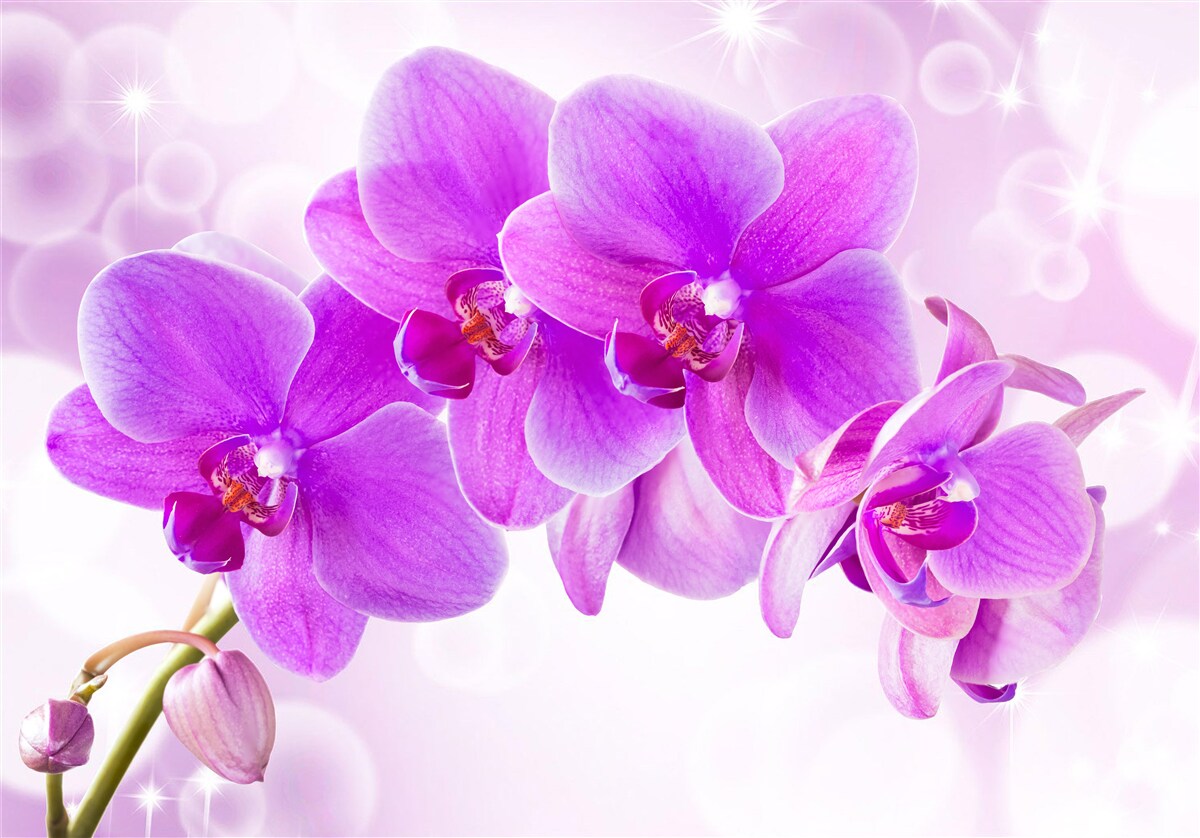 Papier peint l'orchidée violette délicate est vraiment impressionnante