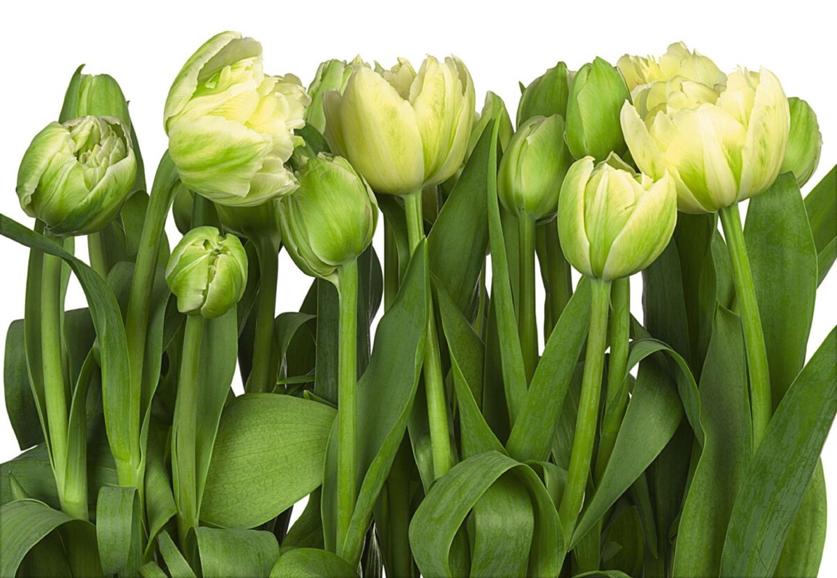 Papier peint ensemble de tulipes légères partiellement ouvertes