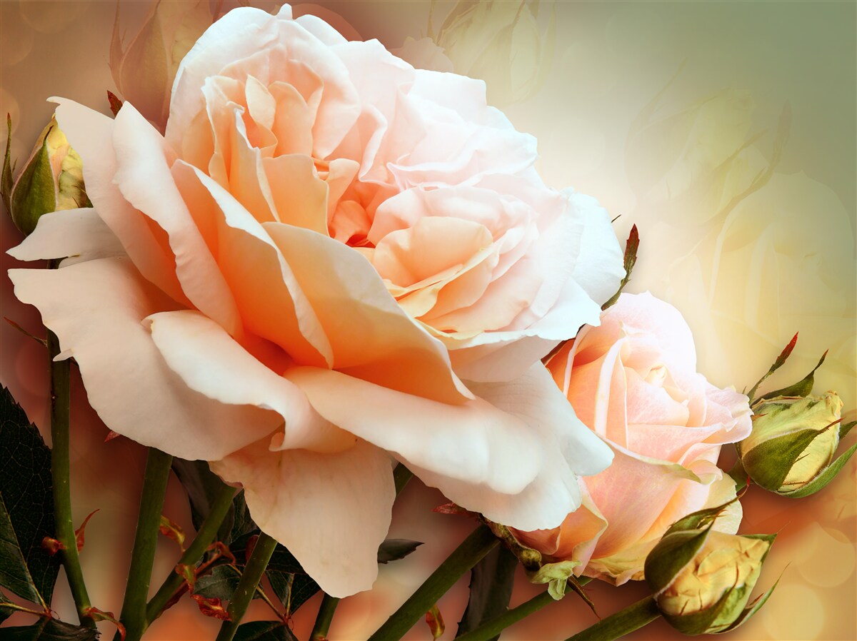 Papier peint les roses qui se sont ouvertes et qui sont au stade de bourgeons