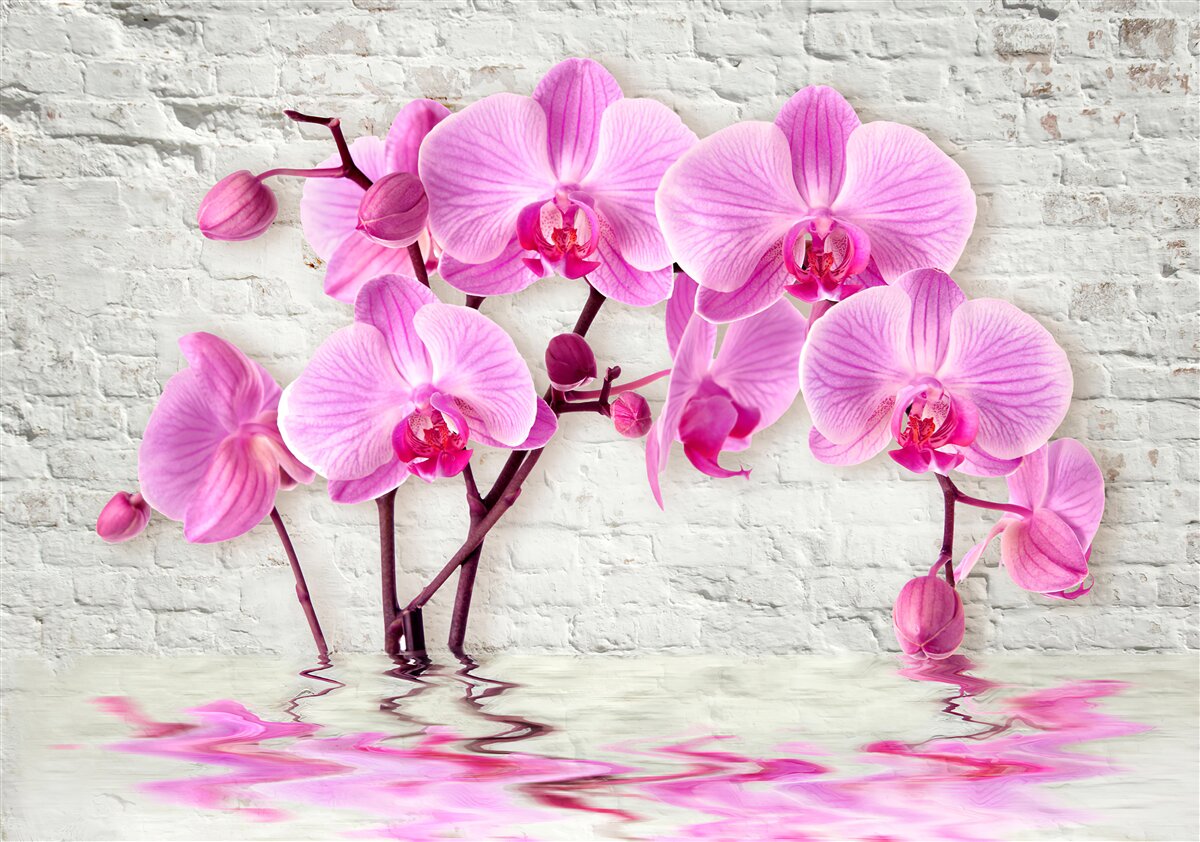 Papier peint fleur d'orchidée violet doux