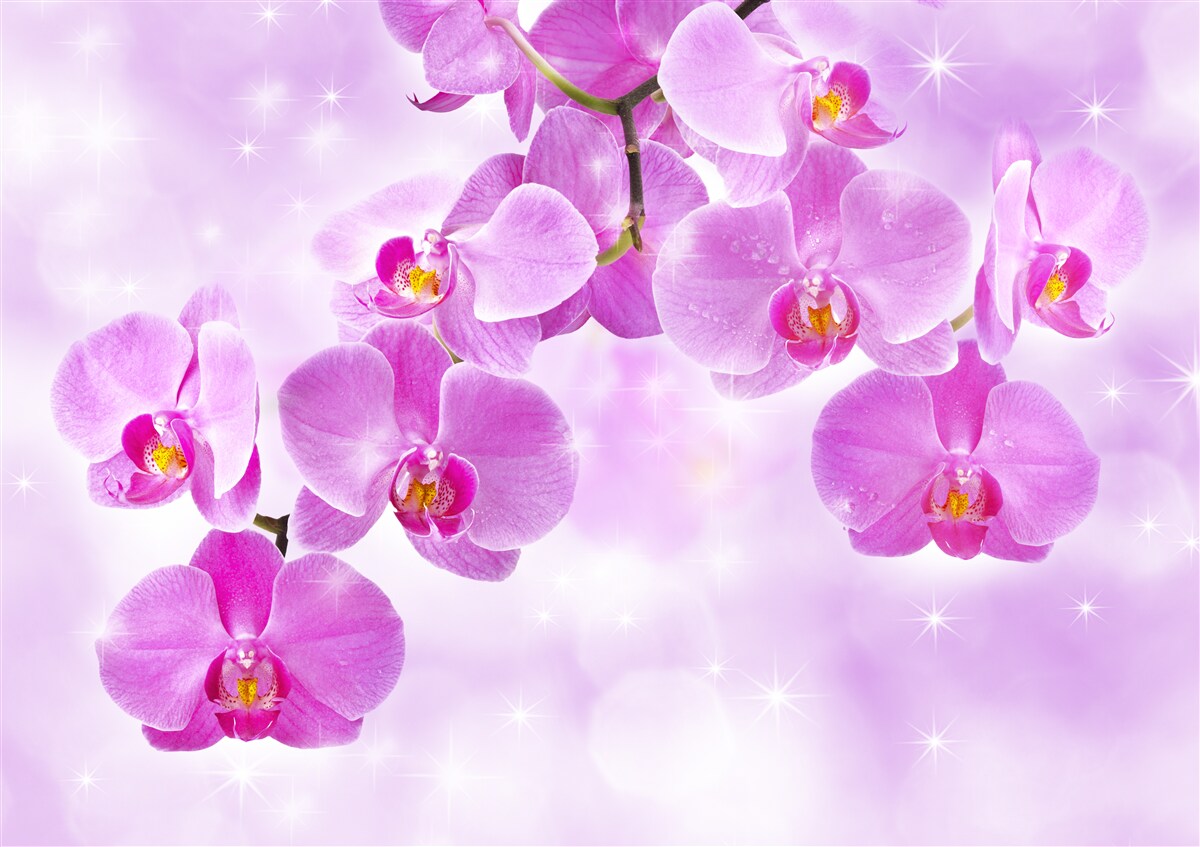 Papier peint orchidées violettes suspendues