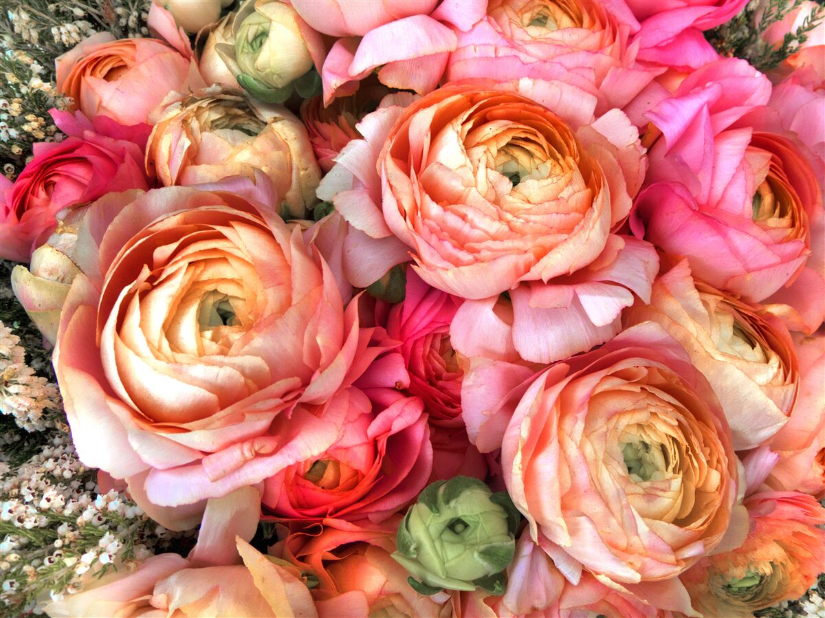 Papier peint des pivoines richement colorées