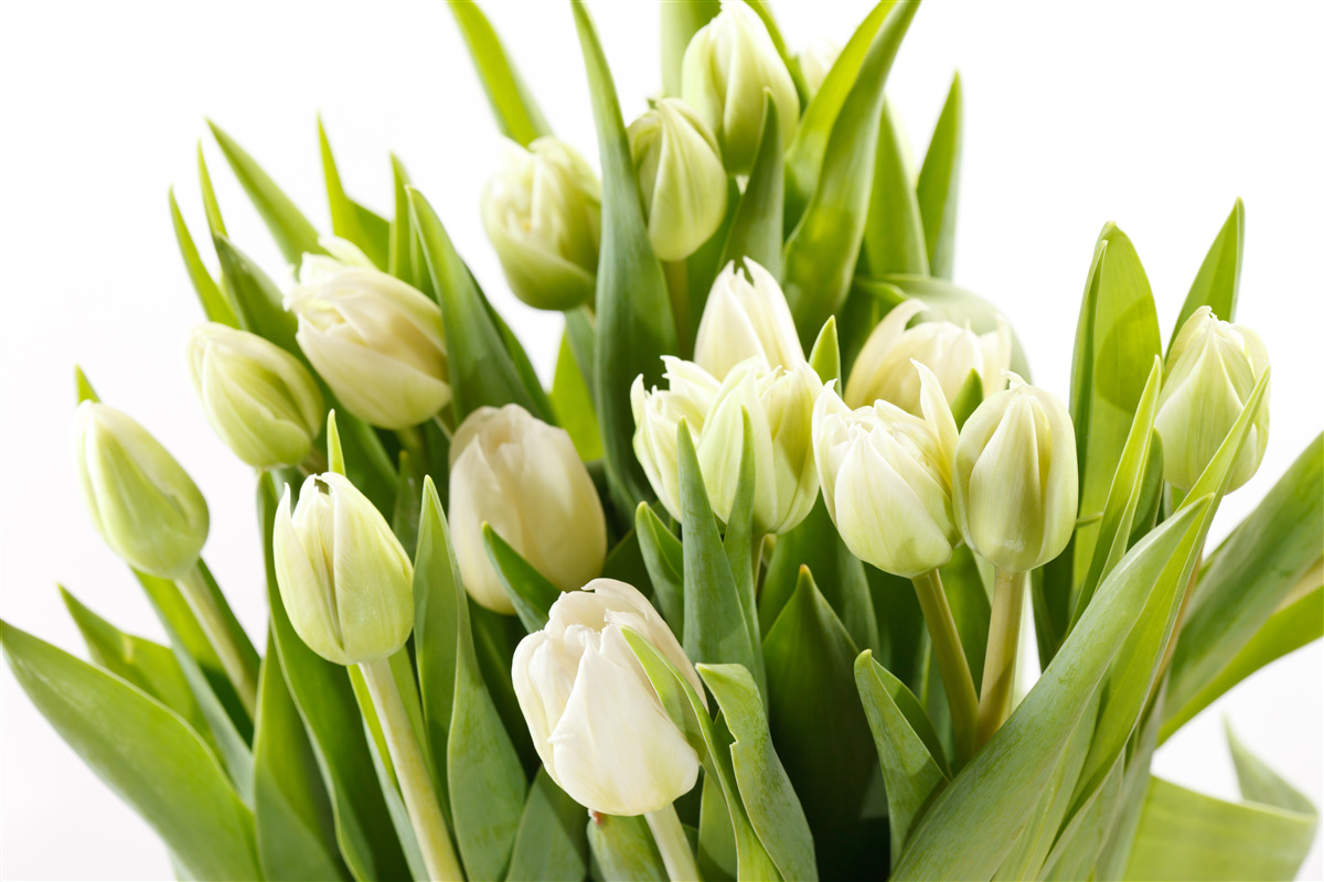 Papier peint ensemble de tulipes blanches