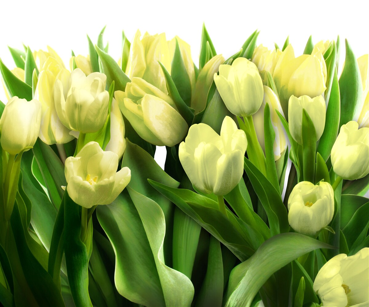 Papier peint Tulipes jaunes avec feuilles vertes