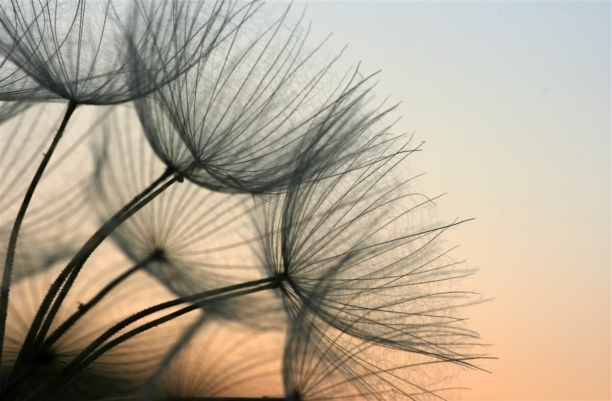 Papier peint coucher de soleil sur les pissenlits