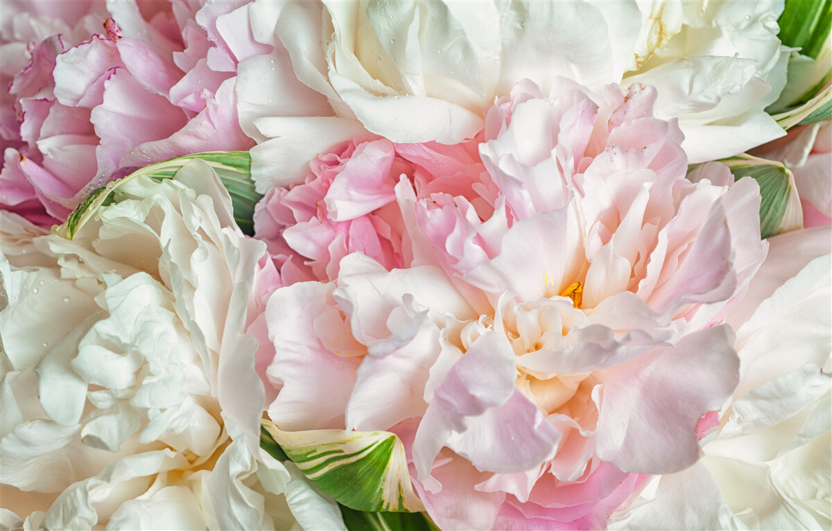 Papier peint bouquet de pivoines douces