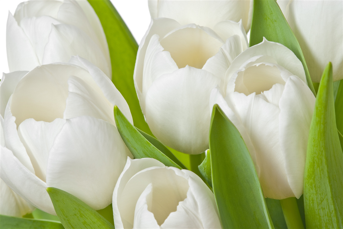Papier peint magnifiques tulipes lumineuses