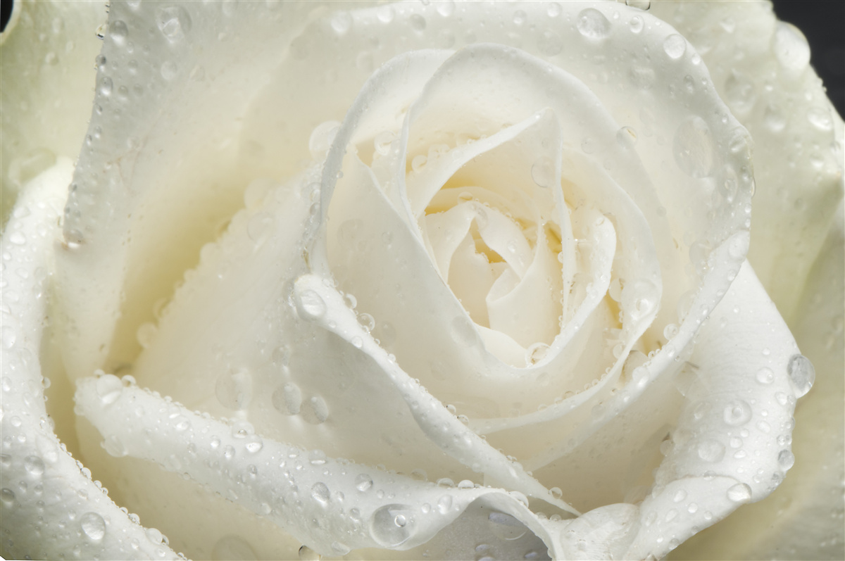 Papier peint rose blanche couverte de rosée du matin