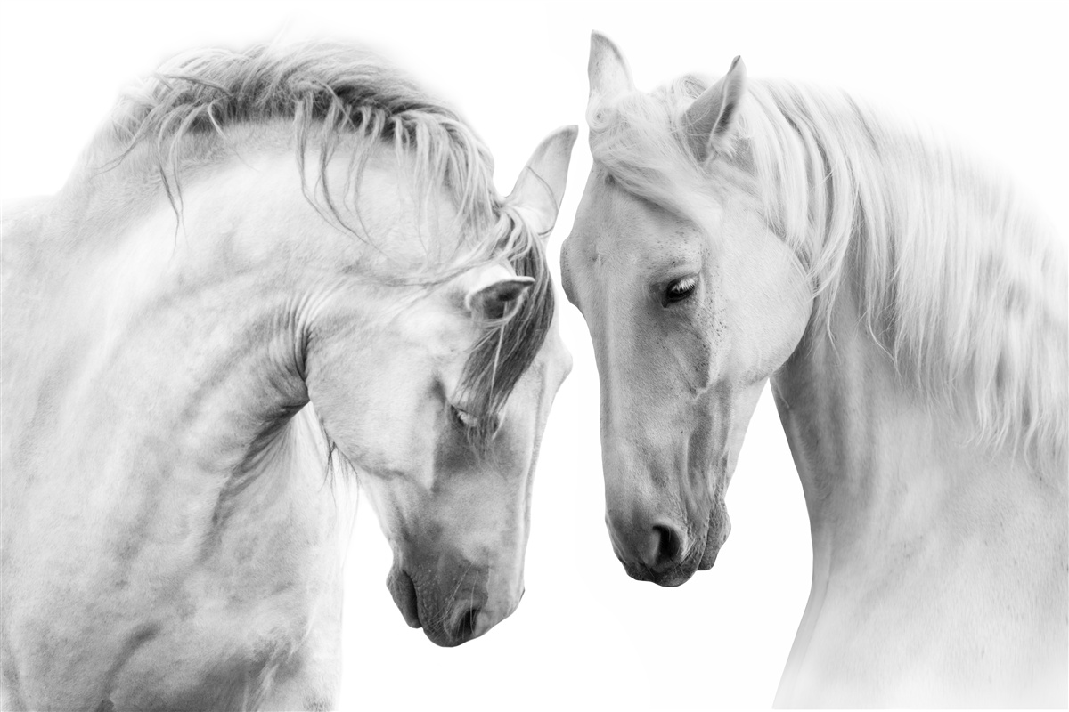 Papier peint les chevaux blancs communiquent