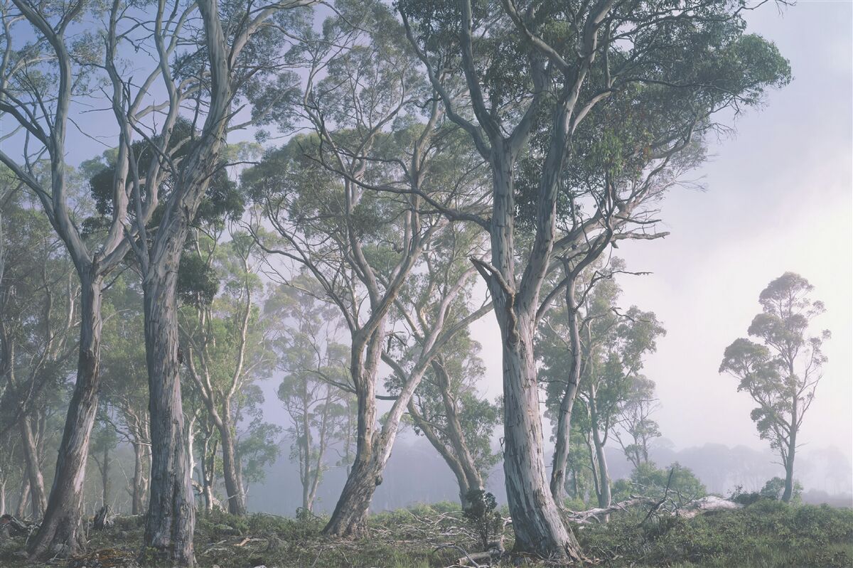 Papier peint le matin se réveille dans une forêt brumeuse