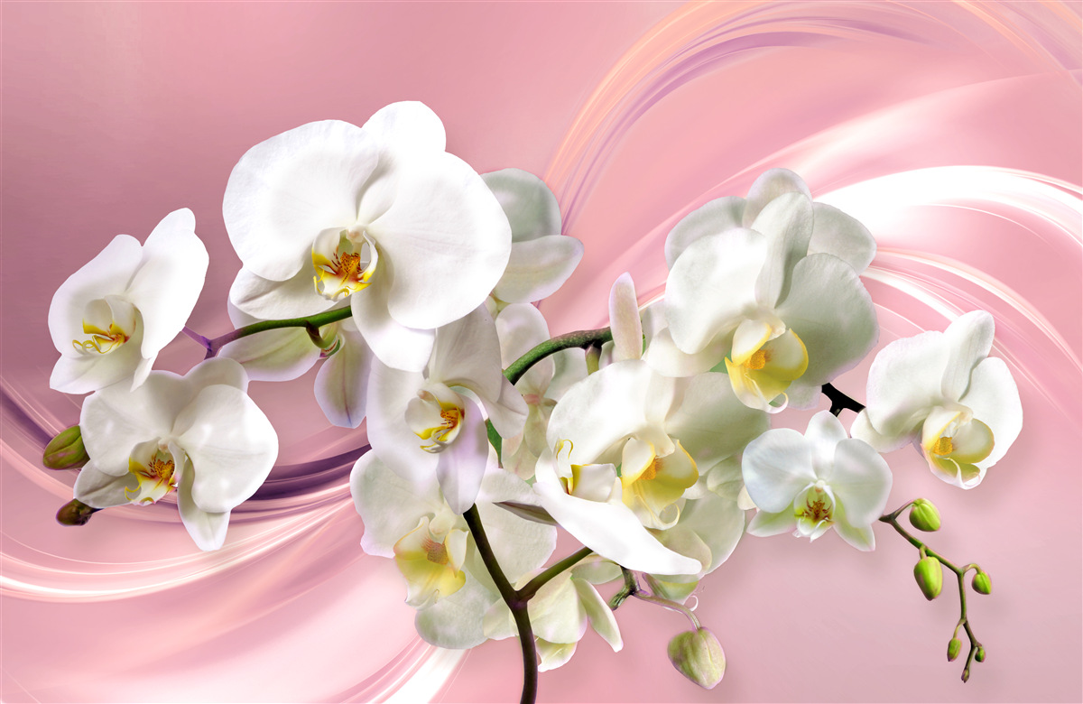 Papier peint grandes orchidées blanches sur fond rose