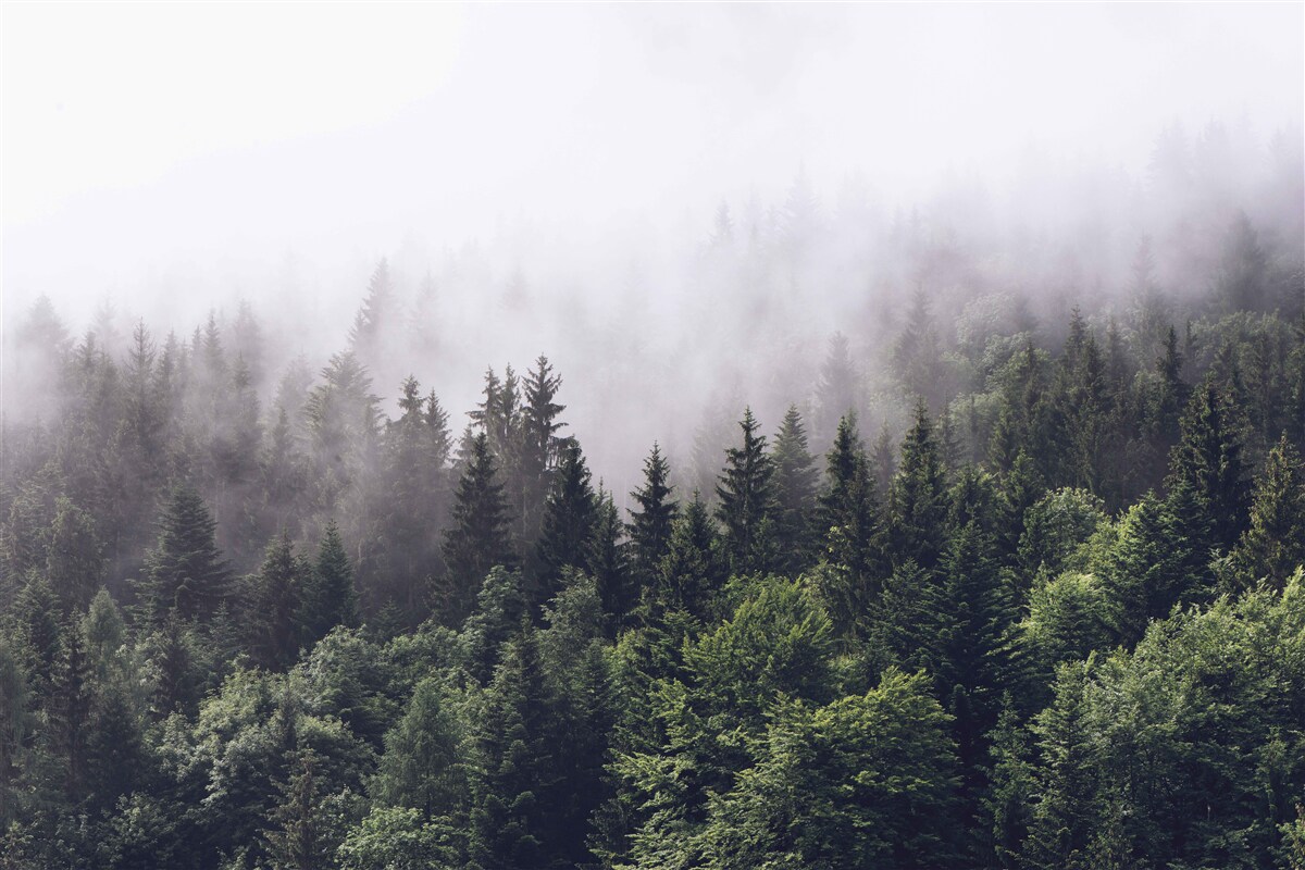 Papier peint la grandeur d'une forêt mystérieuse dans la brume