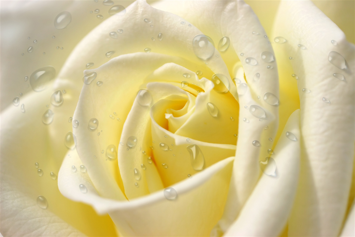 Papier peint gouttes de pluie sur une rose jaune