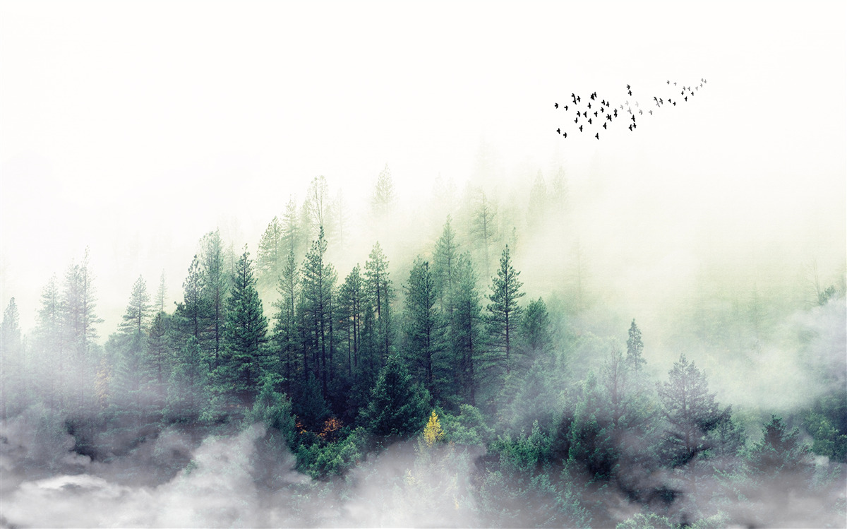 Papier peint la forêt sous les oiseaux est couverte de brume