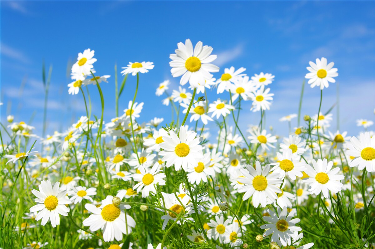 Papier peint camomille dans une prairie un jour d'été