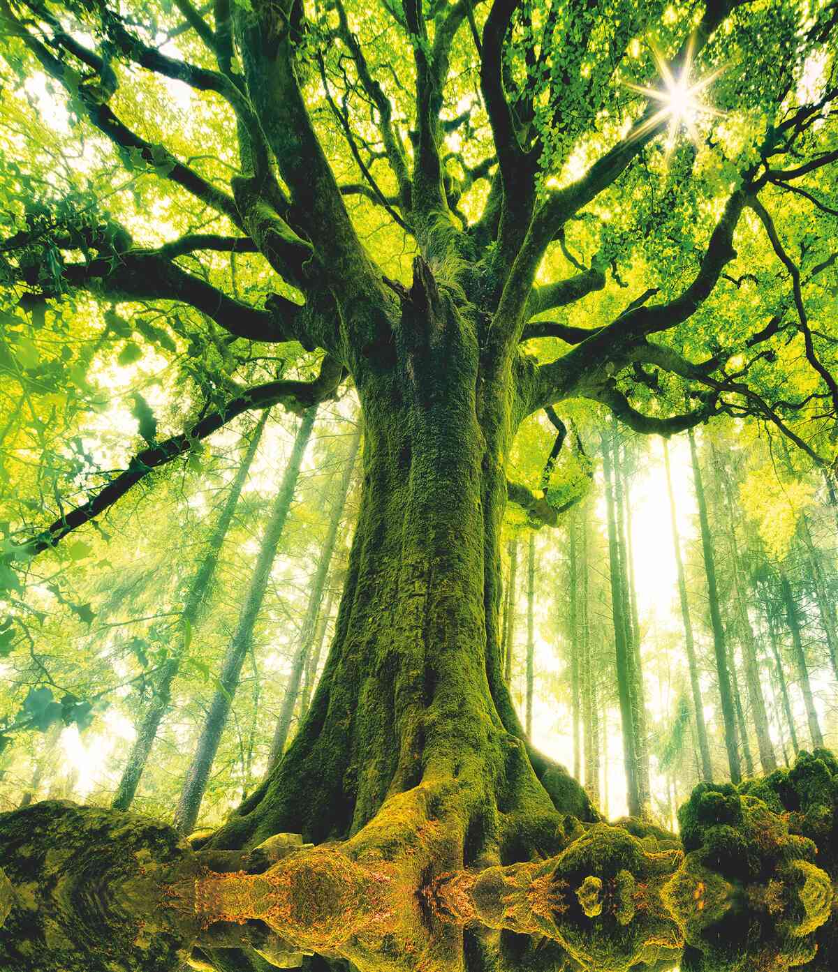 Papier peint arbre de vie dans la forêt du matin