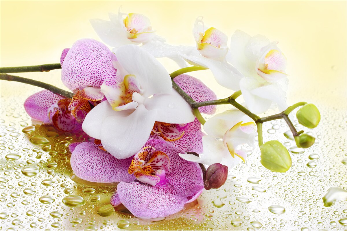 Papier peint gouttes sur les branches d'orchidées délicieuses