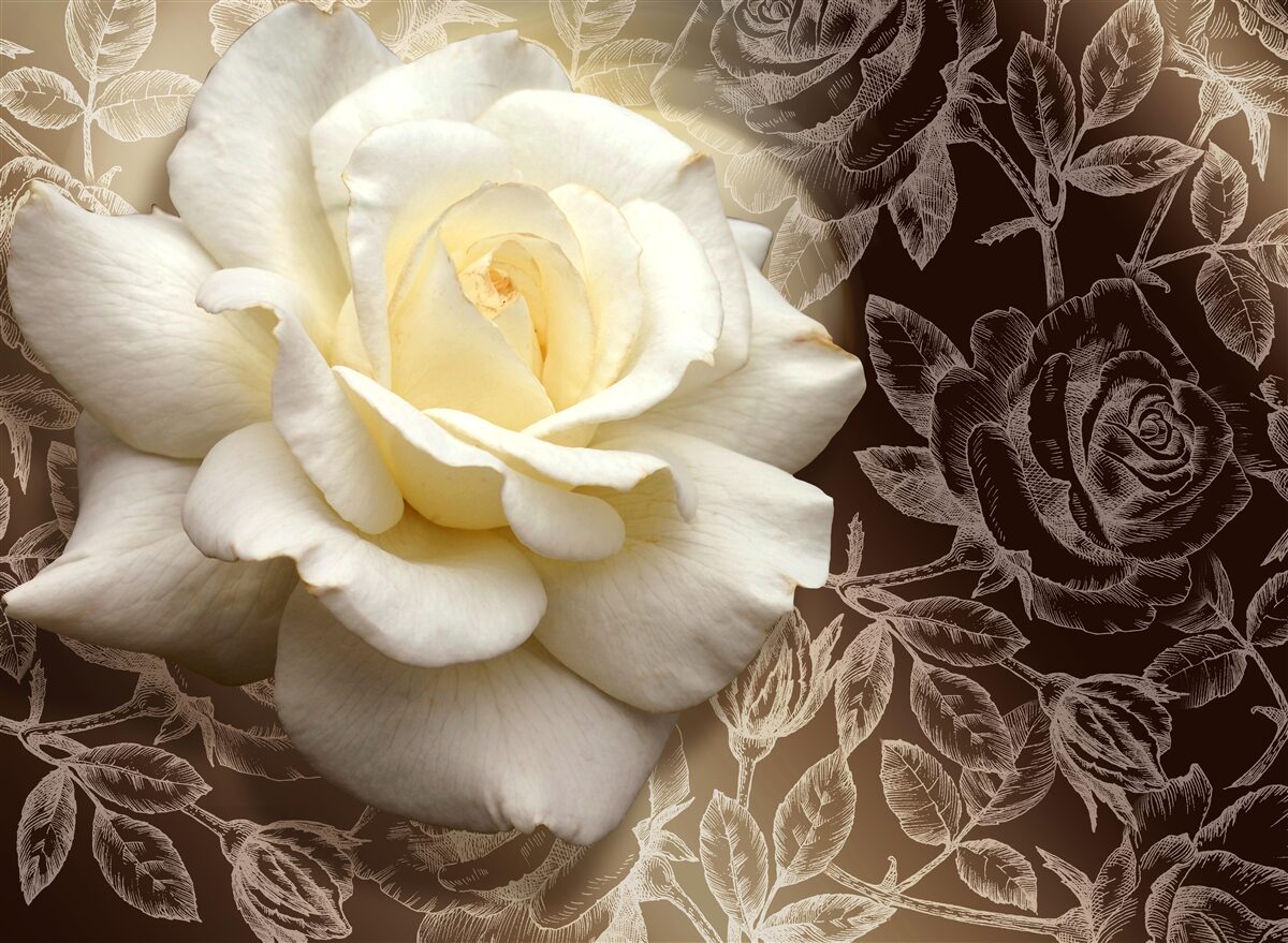 Papier peint grande rose blanche