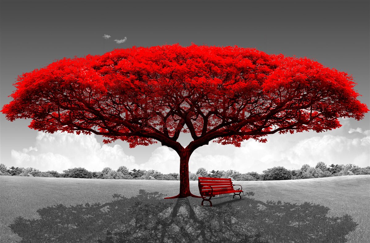 Papier peint La vie est un arbre rouge dans une clairière grise