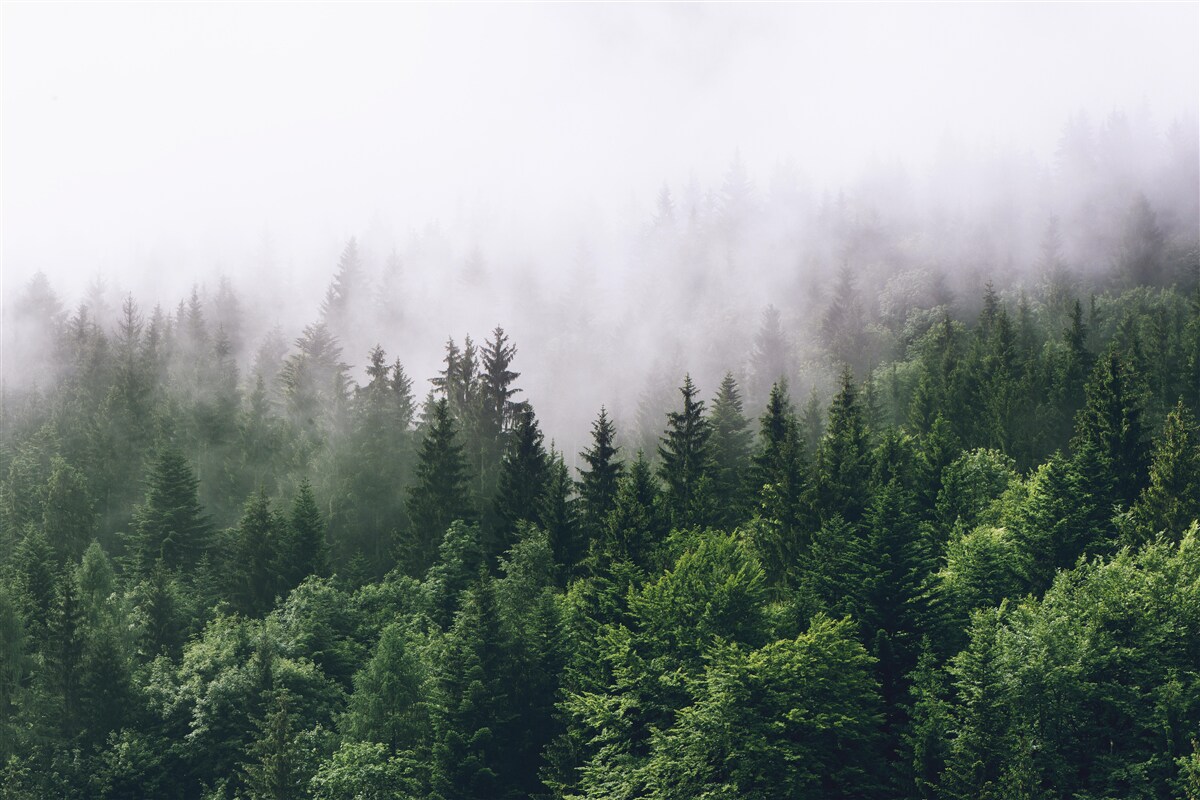 Papier peint la forêt de montagne est enveloppée de brume