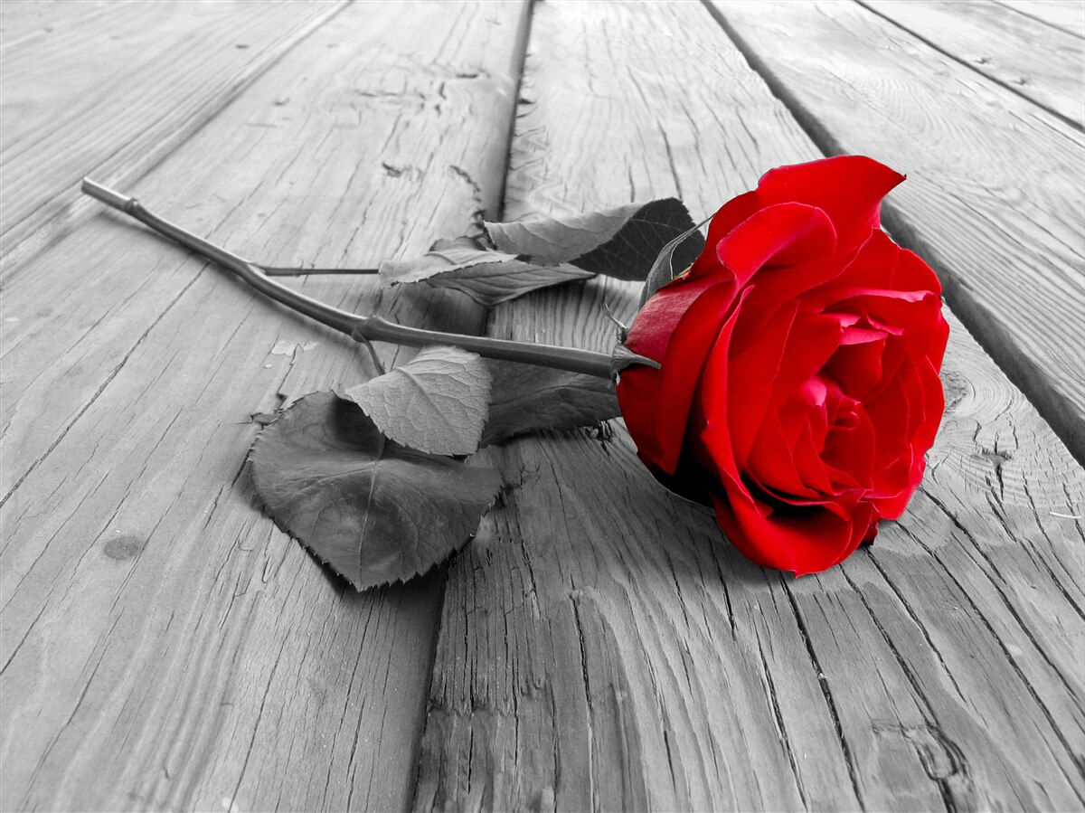 Papier peint une rose rouge s'épanouit sur un fond gris