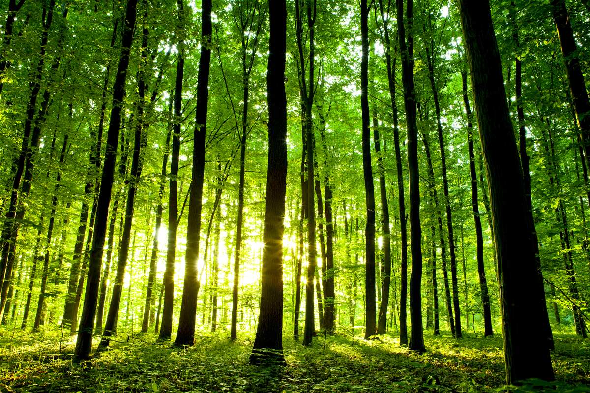 Papier peint les rayons du soleil pénètrent dans le bosquet dense