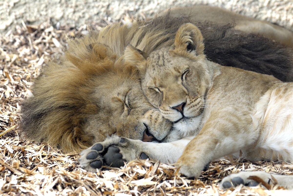 Papier peint lion et lionne formant un mariage, sayat