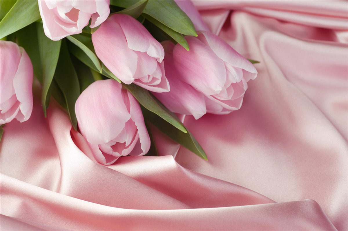 Papier peint tulipes roses sur fond de soie