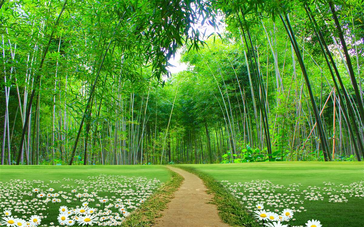 Papier peint Chemin à travers une forêt dense et verdoyante