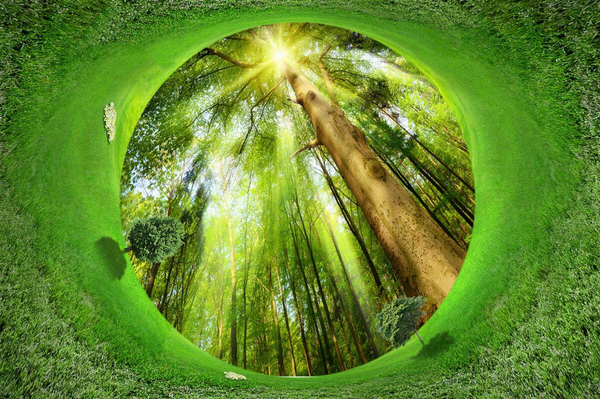 Papier peint l'objectif regarde la forêt verte bien entretenue