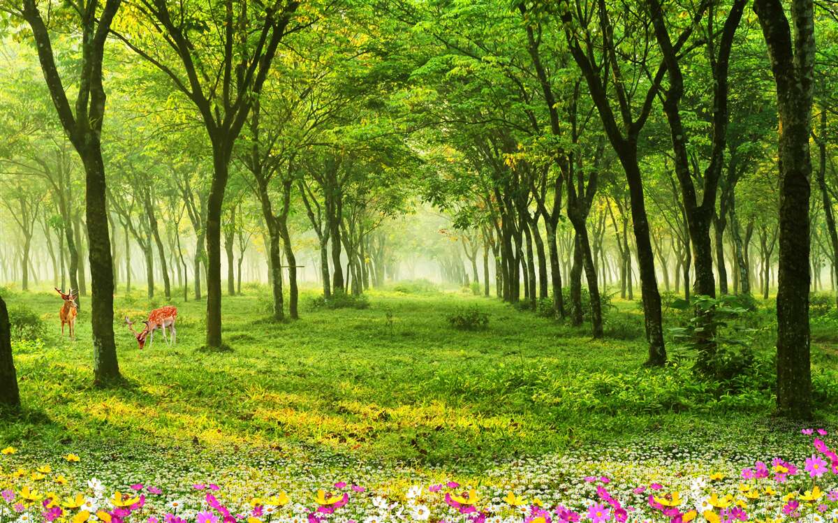 Papier peint forêt d'été par une journée ensoleillée