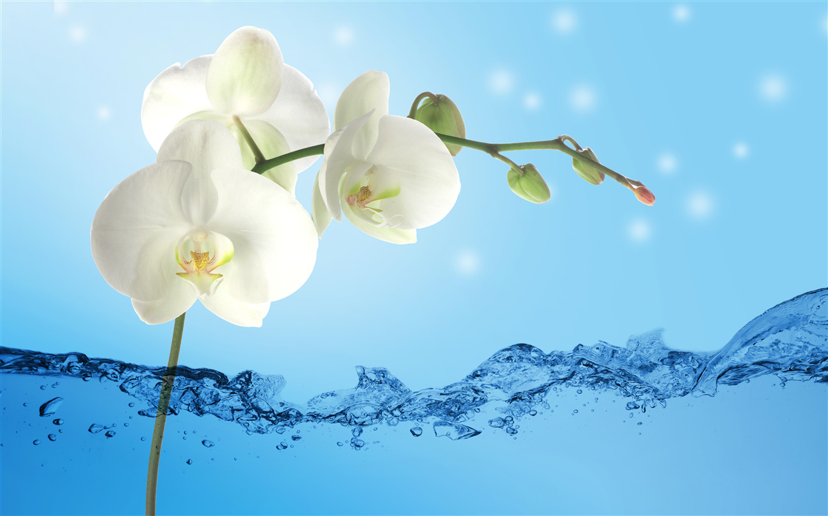 Papier peint réponse : orchidée blanche immergée dans l'eau