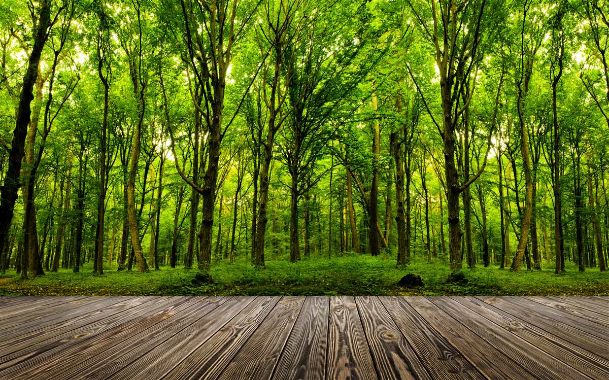 Papier peint forêt verte, élancée et riche, illuminée par les rayons du soleil