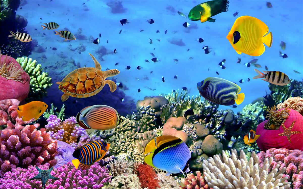 Papier peint Les grands fonds marins regorgent de vie sous-marine