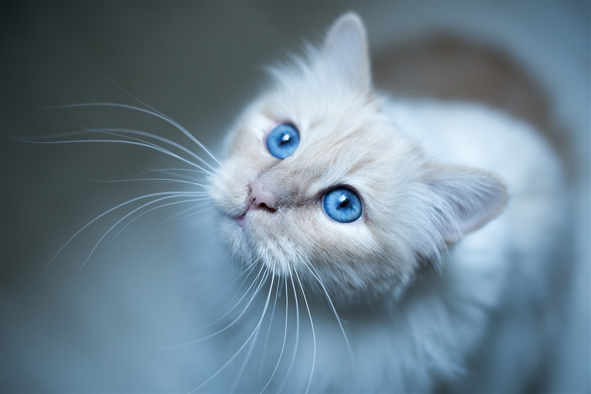 Papier peint chaton à la fourrure blanche et aux yeux bleus