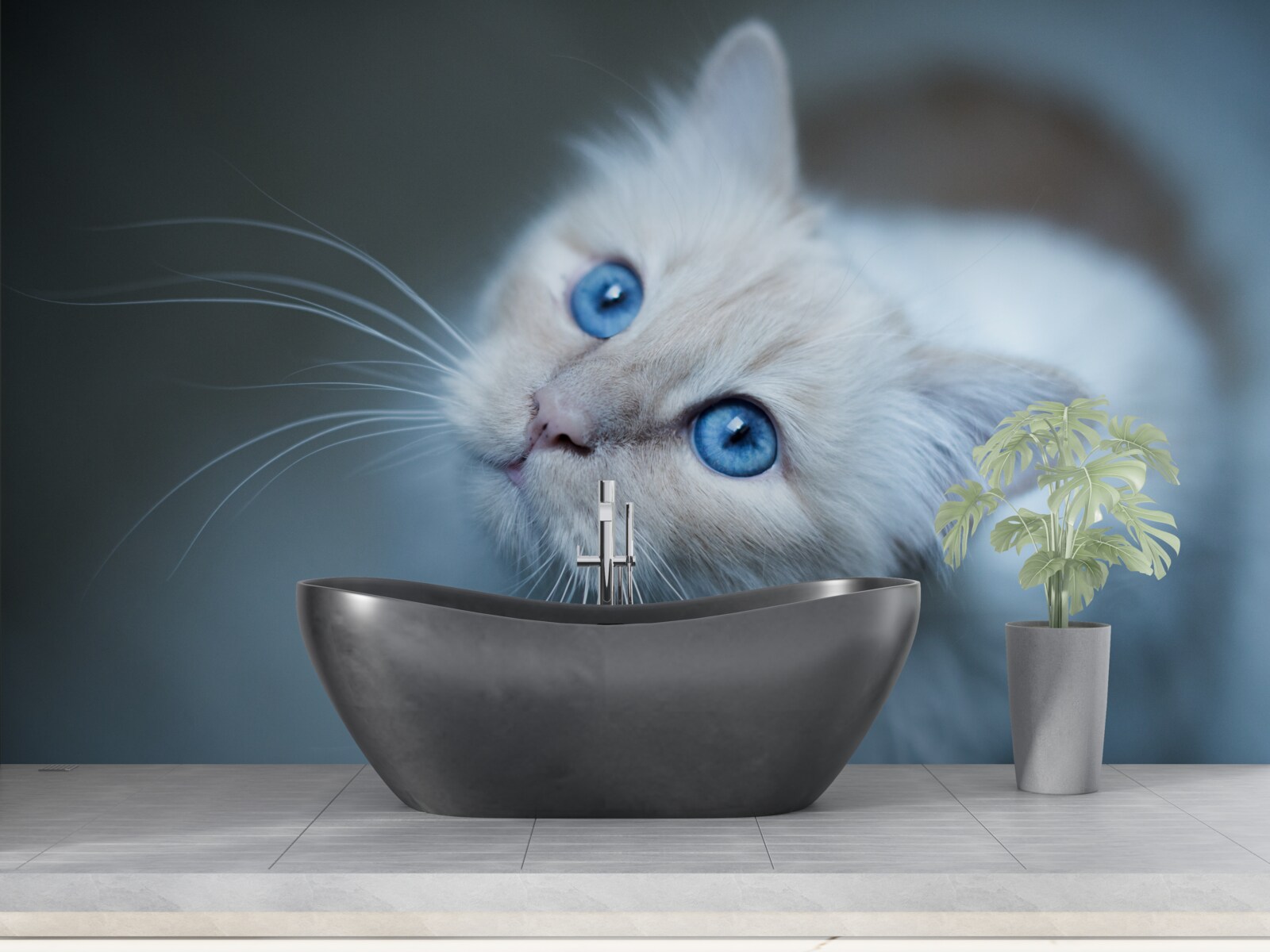 Papier peint chaton à la fourrure blanche et aux yeux bleus