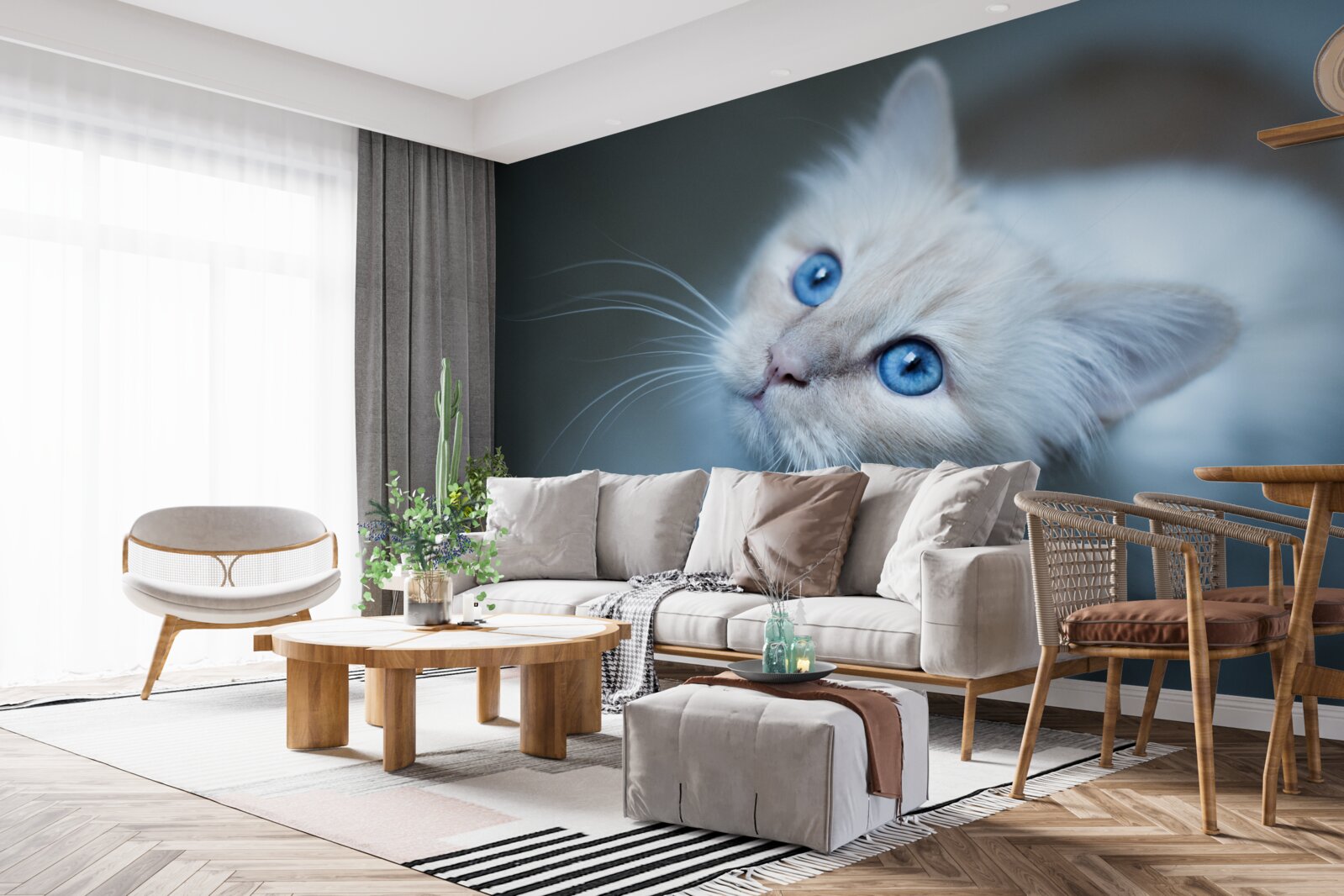 Papier peint chaton à la fourrure blanche et aux yeux bleus