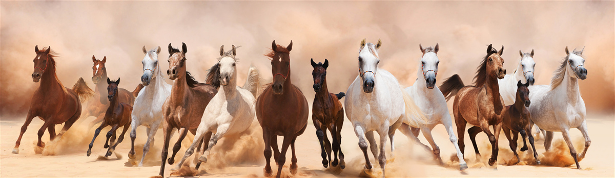 Papier peint troupeau de chevaux libres